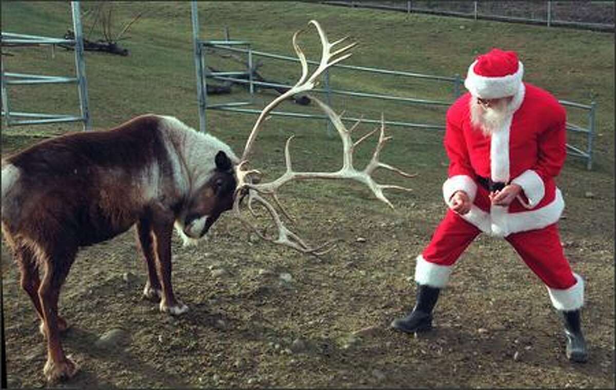 Santa Claus stopped by his reindeer farm at Cougar Mountain Zoological Park in Issaquah to feed the team some apples.