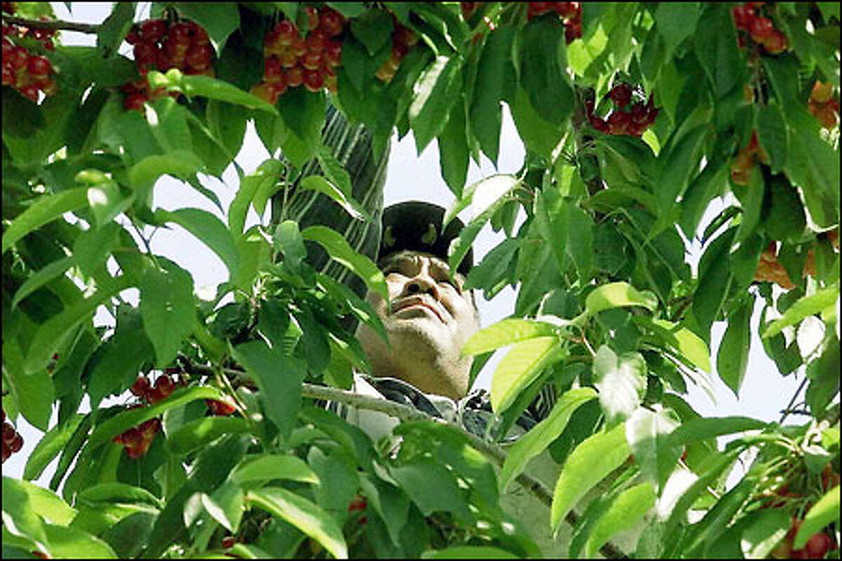 Juan Zuniga, who immigrated from Mexico 15 years ago, plucks ripe cherries.
