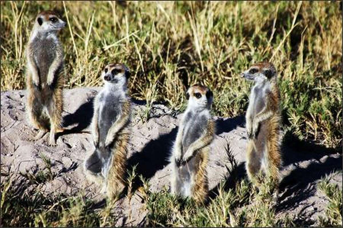 Curious meerkats on alert outside their den.