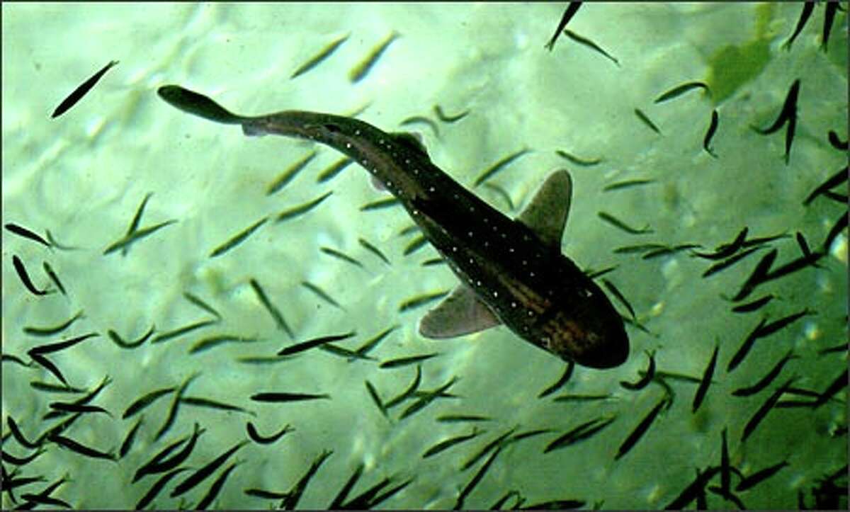 A dogfish swims through a school of herring in the shallow waters off the Fauntleroy ferry dock in West Seattle. Dozens of the small sharks, which range in size from 2 to 3 feet, were gathered near the ferry dock to feed on massive schools of young herring.