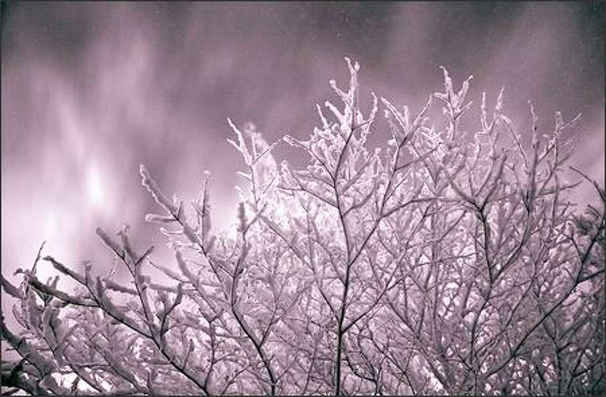 Here's a picture I shot Wednesday morning. It was shot using an infrared filter right as the sun was rising in my front yard down here in Olympia. Enjoy! (Paul Marsh )