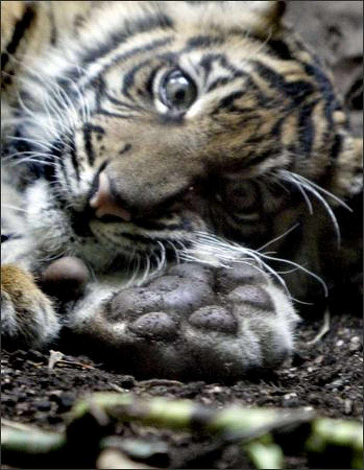 Sumatran Tiger Cubs' First Day Out of the Den at the Zoo Melts Hearts -  Parade Pets