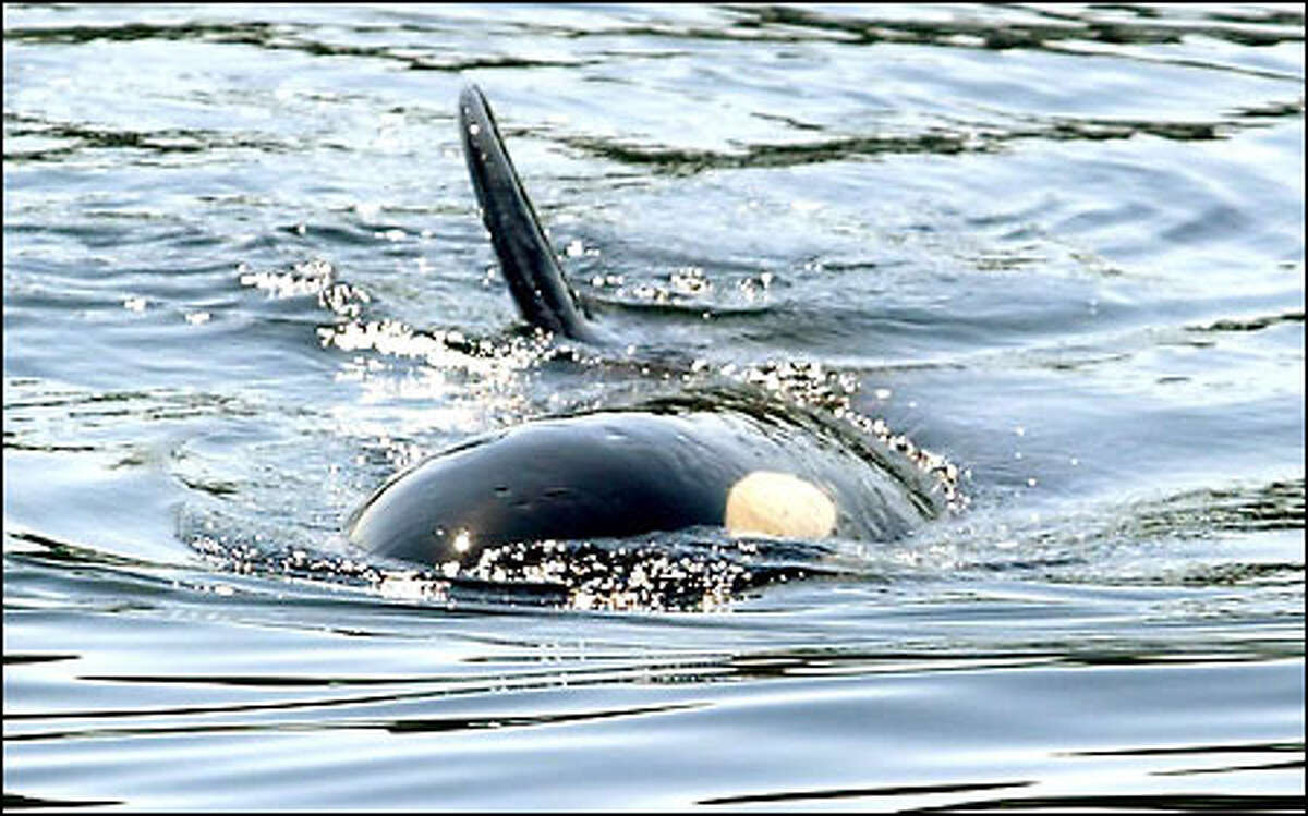 Orca A-73 -- "Boo," as she's known to Vashon Islanders -- turns a pectoral fin to the sky as she swims near the Seattle-bound ferry Issaquah.