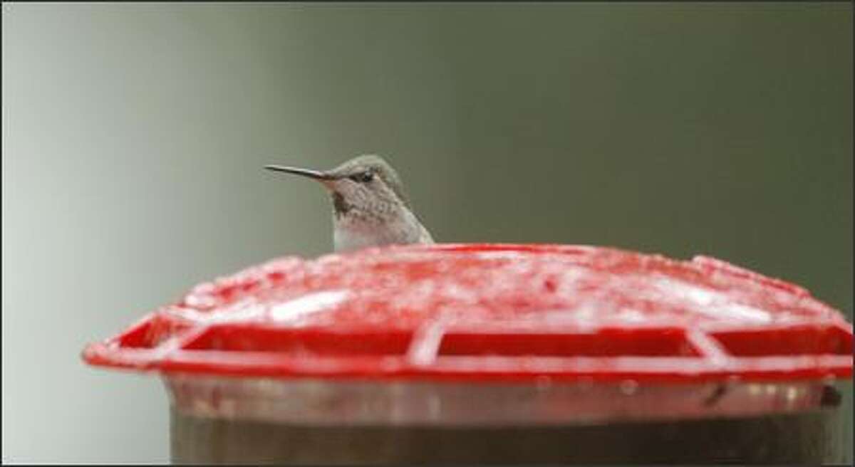 An Anna's hummingbird is seen in the backyard of Judy Roan's home on Mercer Island on Friday. Roan and thousands of others will submit their bird observations during the Great Backyard Bird Count, a four-day survey conducted across the U.S. and Canada.