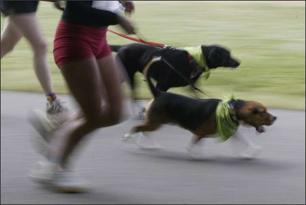 Legs are a blur as runners head towards the finish line of the 8th Annual Furry 5K Fun Run and Walk at Seattle's Seward Park.