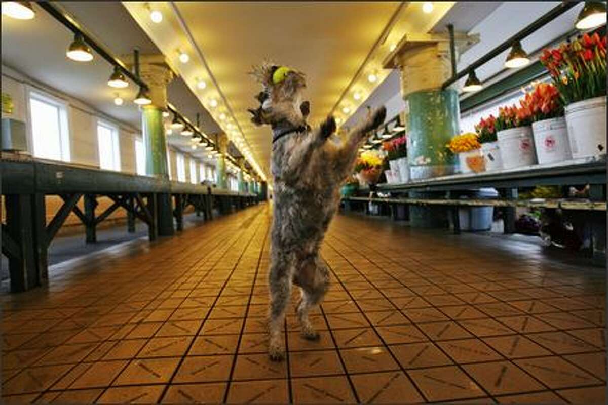 Binx, a miniature schnauzer owned by novelist Randy Sue Coburn, catches a tennis ball during during his morning walk through the main arcade at Pike Place Market.