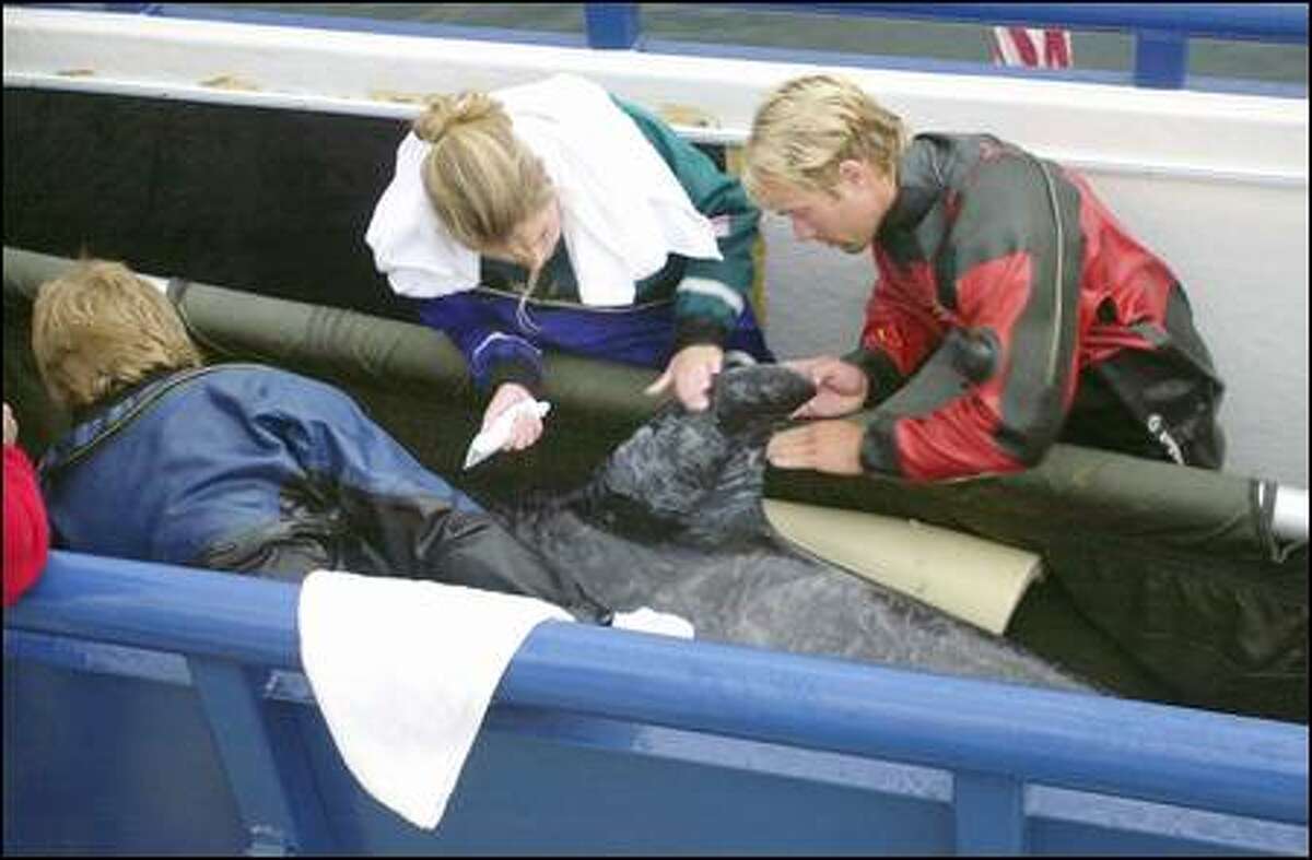 Jen Schorr and her brother, Greg, apply A&D ointment to the orca whale's exposed dorsal fin after she's positioned in an 18-by-5-foot container on board a catamaran. Jeff Foster, left, the team leader, checks the orca. Orcas are extremely tactile animals and someone from the team will remain in the tank throughout the 380-mile trip to her native Canadian waters.