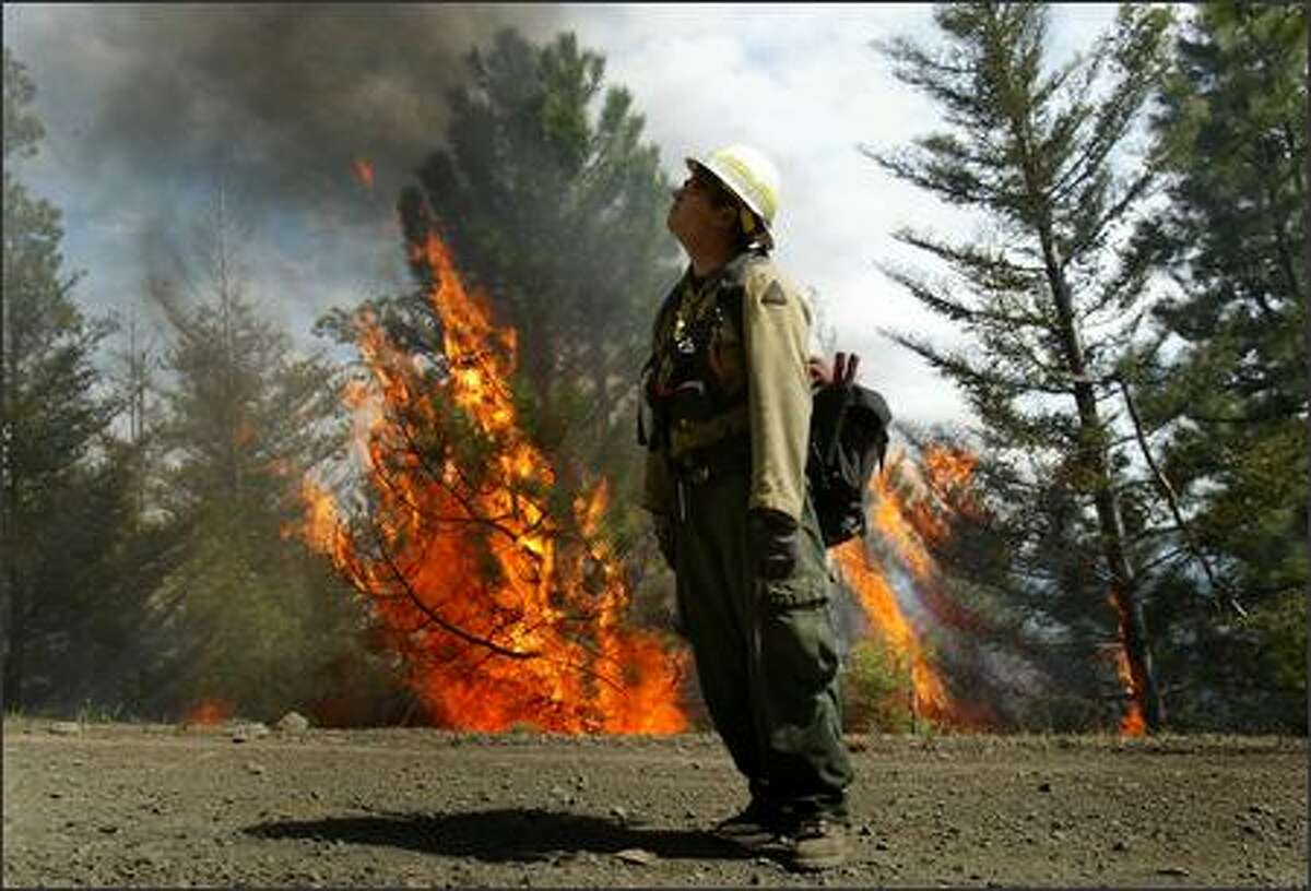 Firefighter Mike Jensen with the U.S. Forest Service watches embers drift over a road used as a firebreak while a tree flares up like a torch during a controlled burn in the Okanagan-Wenatchee National Forest near Naches on Friday May 18, 2007. The burn was to thin dense ground cover to prevent future wild fires as part of a forest management plan.