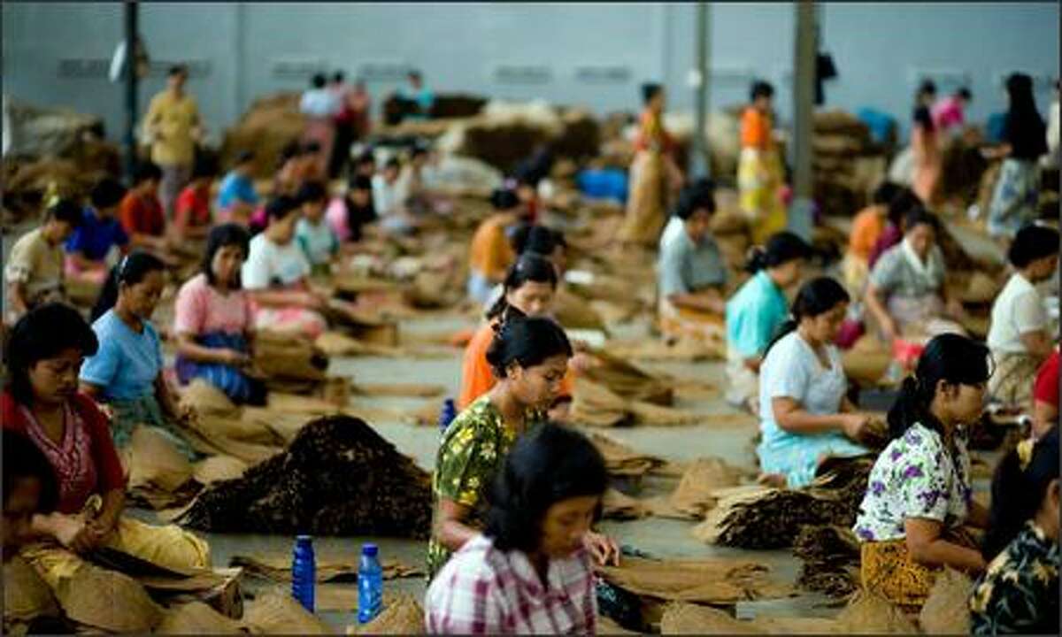 Women sort through tobacco leaves by quality at a tobacco warehouse on June 18, 2007 in Jember, Indoensia. Despite Indonesia's troubled and struggling economy, the country continues to produce quality tobacco for cigar production throughout the world, which it has done so since late 1700. In Indoensia, a majority of tobacco is harvested in Jember, East Java. PT Ledokombo, the largest exporter of tobacco for cigars in Jember, is responsible for 60% of the export in the region and their tobacco is exported to countries including Cuba, France, Algeria and Spain. Photo by Kristian Dowling/Getty Images