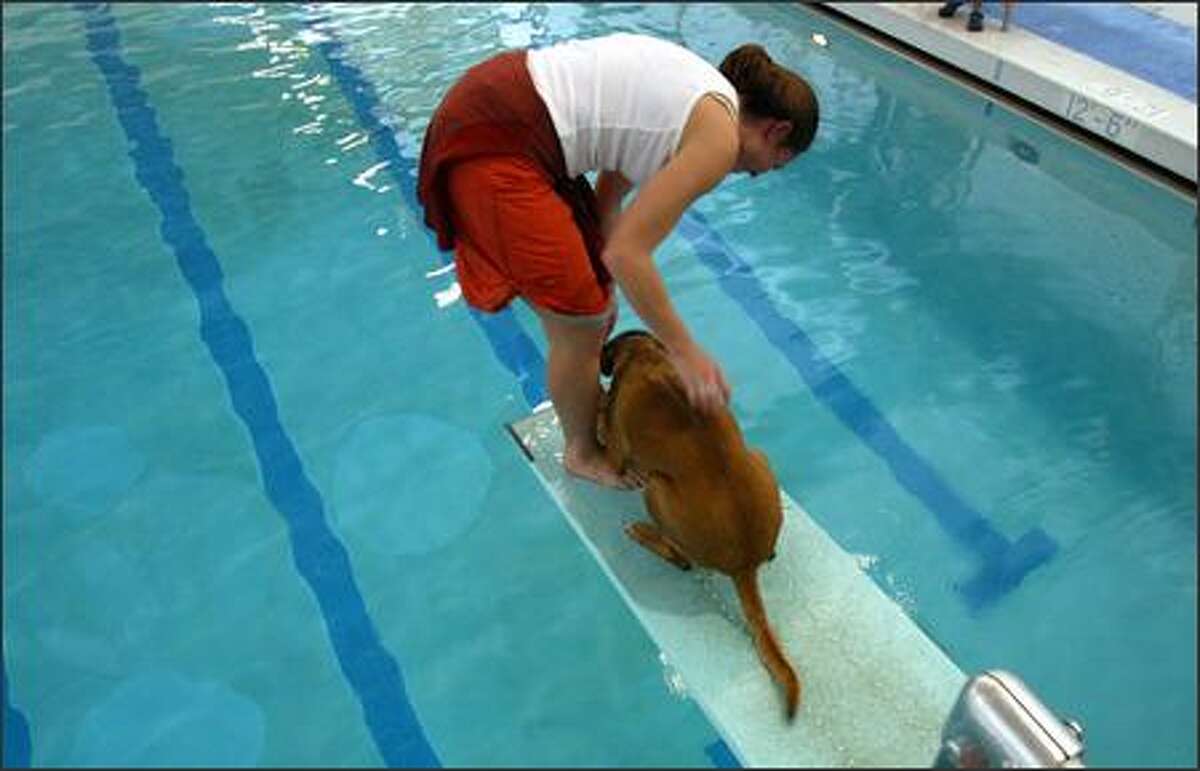Seattle Parks and Recreation held the "Dunkin' Doggies: Dog Swim" at Helene Madison Pool in Seattle on Saturday. The swim in the heated pool is made possible by the closure of the pool for preventive maintenance.