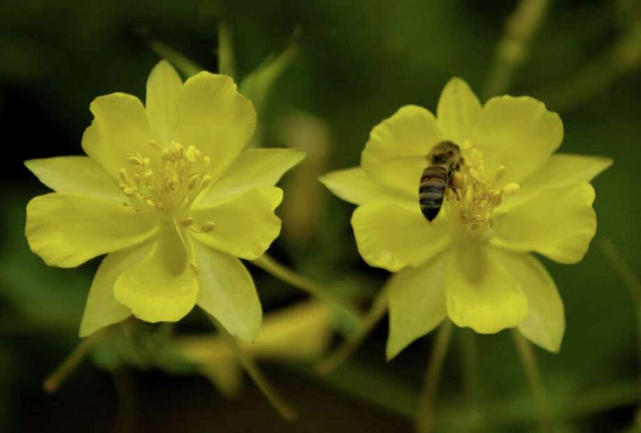 Neil Sperry Is it a good time to plant Asian jasmine for groundcover
