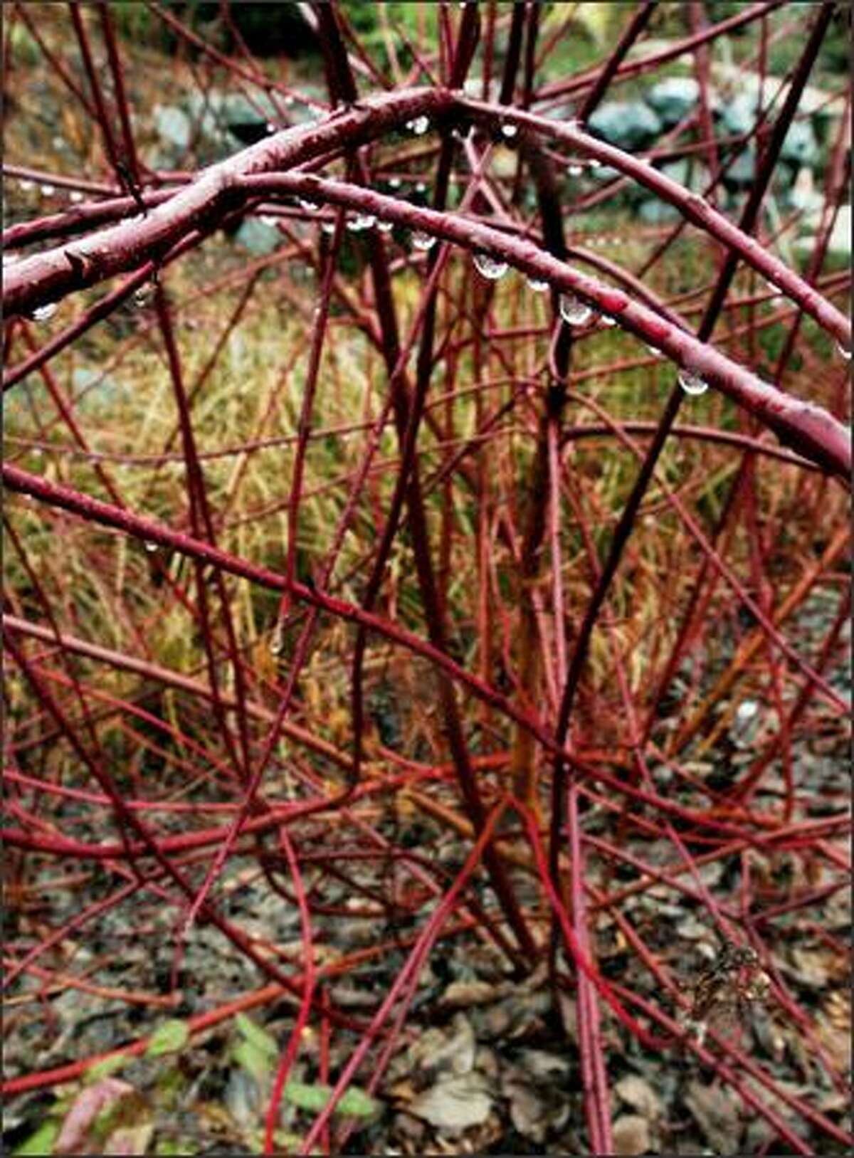 NW Gardens: Rain garden filters excess water