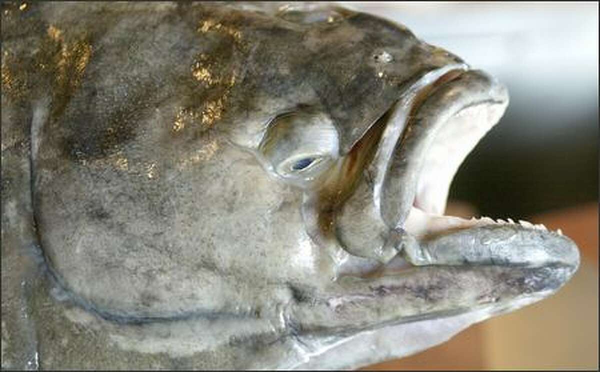 All eyes are on halibut, making its first big splash of the season