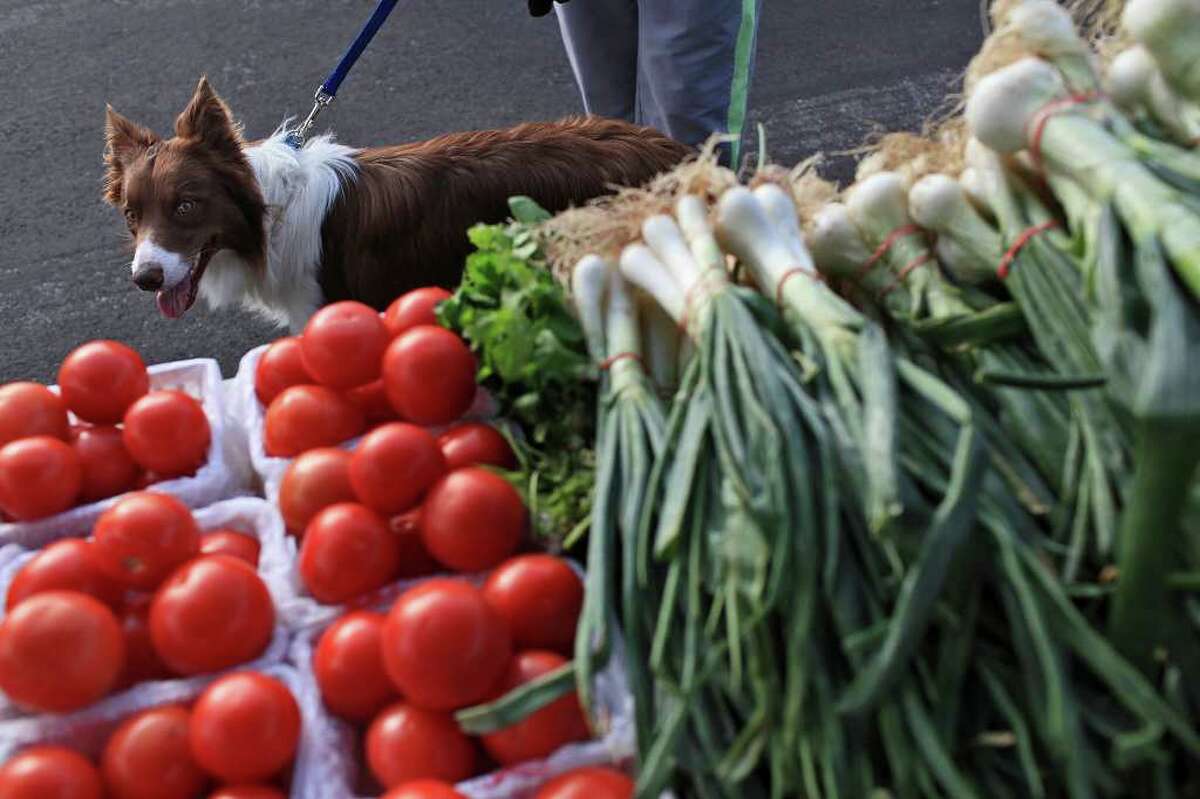 Even though dogs are generally not enthusiastic about eating vegetables, Hank appears to be checking out the produce at the Peralta Farms booth as its human, Linda Geraghty, shops at the Farmer’s Market in Leon Valley.