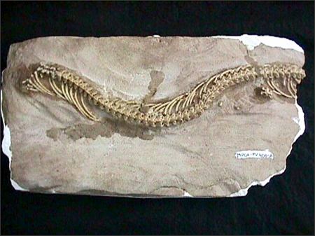 fossil traders found amazing prehistoric reptile