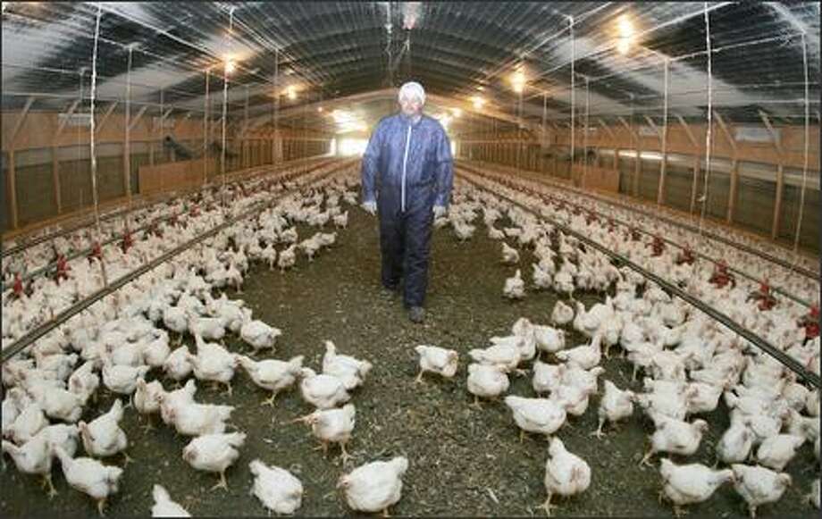 poultry-farms-prepare-to-fight-seattlepi