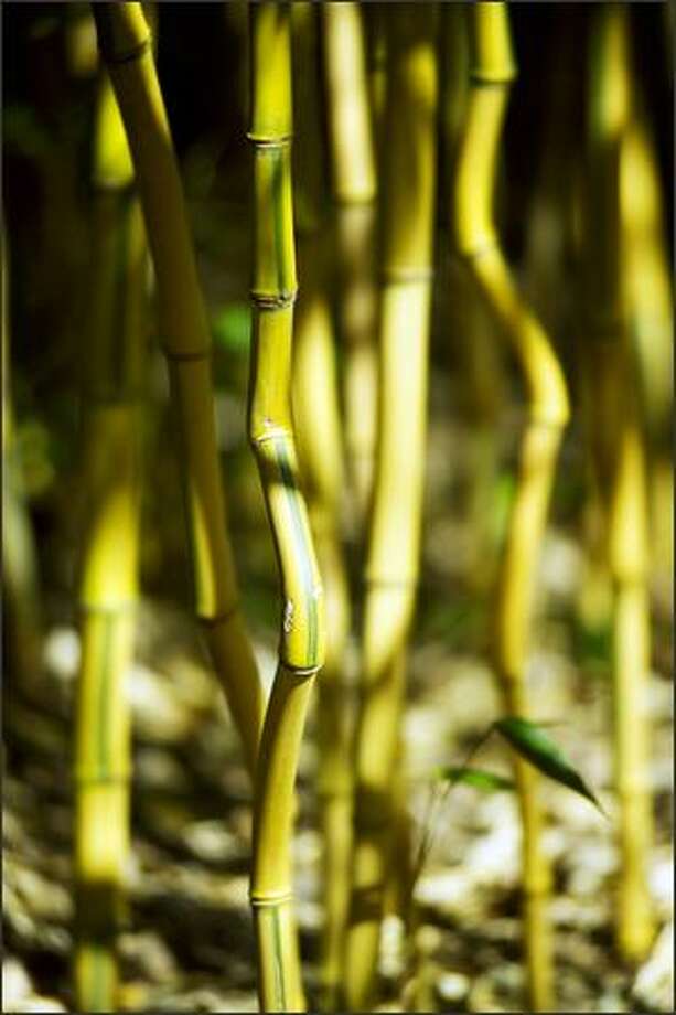 Nw Gardens Bamboo Can Give You A Towering Wall Of Cover Or Be