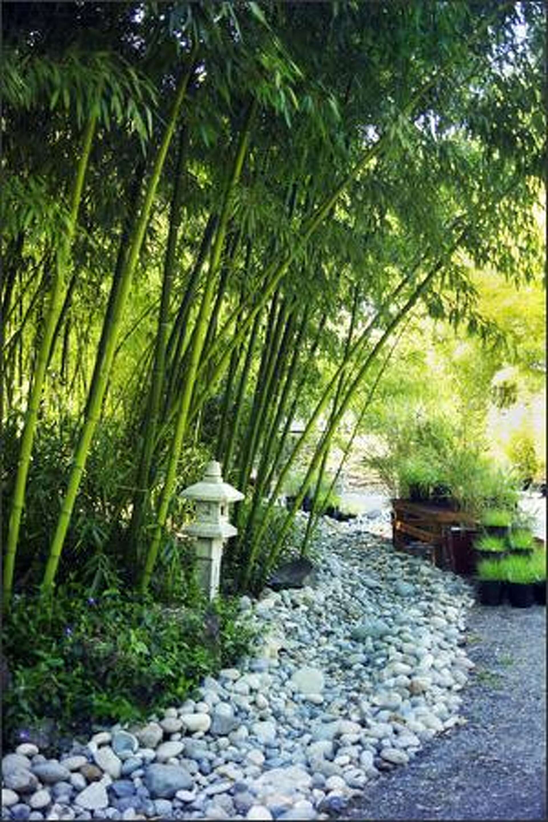 NW Gardens: Bamboo can give you a towering wall of cover or be contained in  a pot