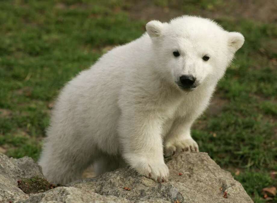 Polar bear Knut dies at German zoo - NewsTimes