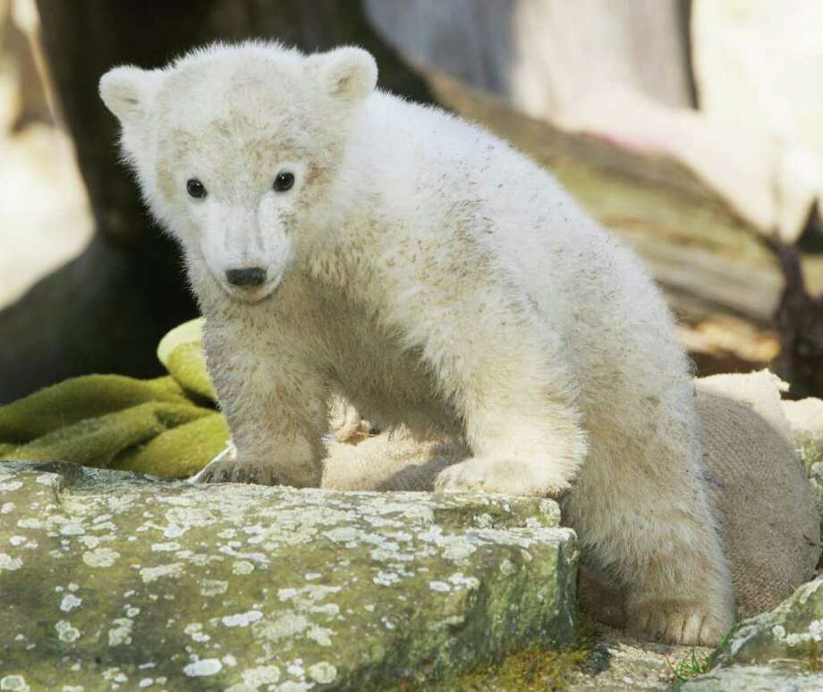 Polar bear Knut dies at German zoo - NewsTimes