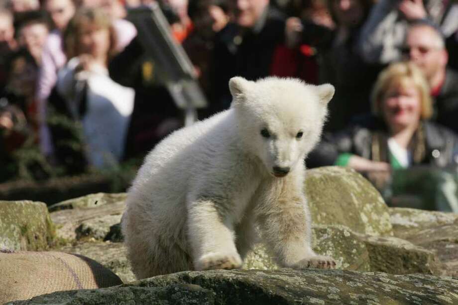 polar bear knut dies at german zoo