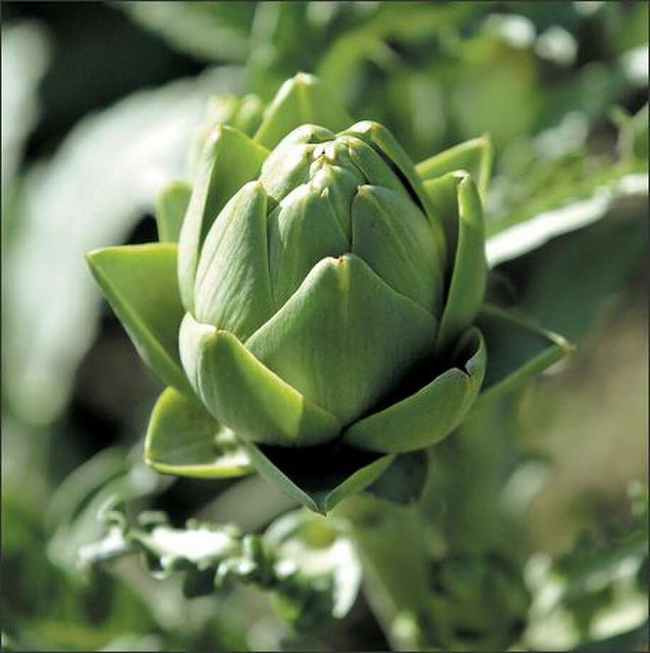 Ciscoe's Todo List Exoticlooking artichoke plants a natural for perennial garden