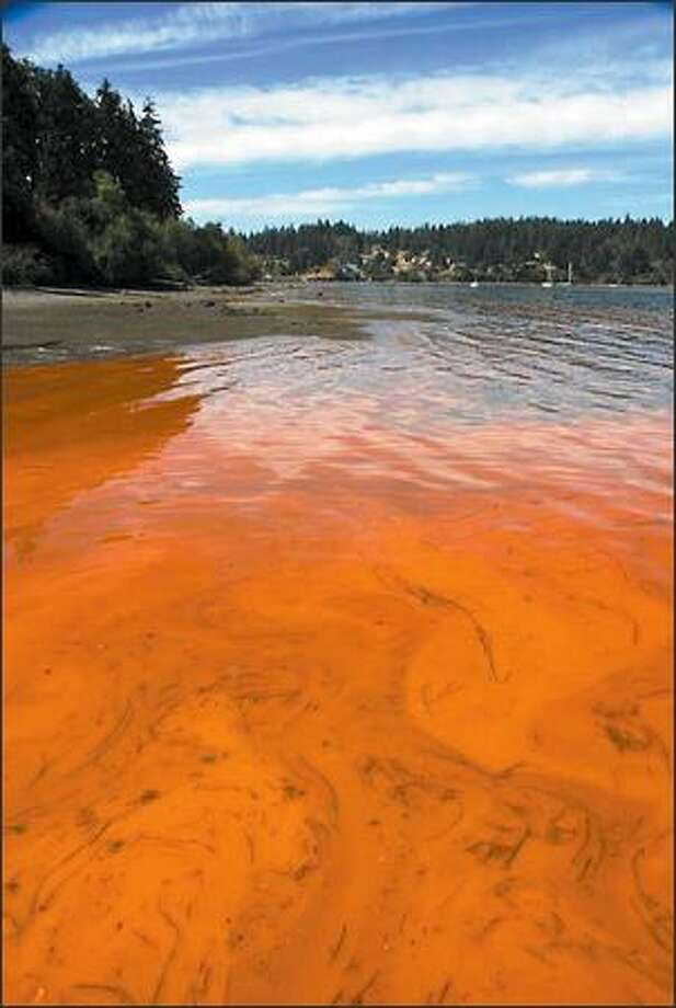 Puget Sound's red tide blamed on hot weather