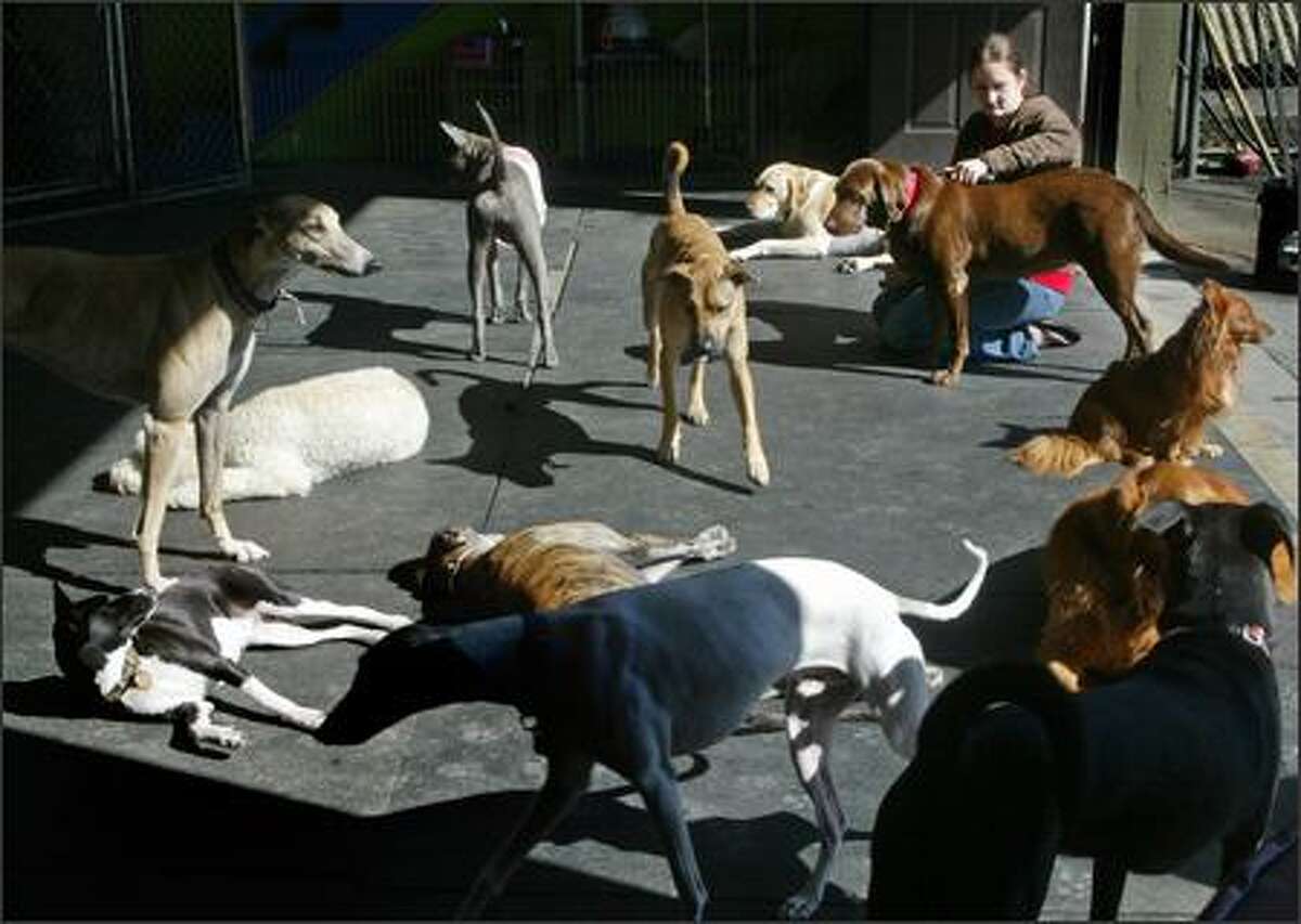 Neither kennel nor shop, dog day cares have no place in zoning code