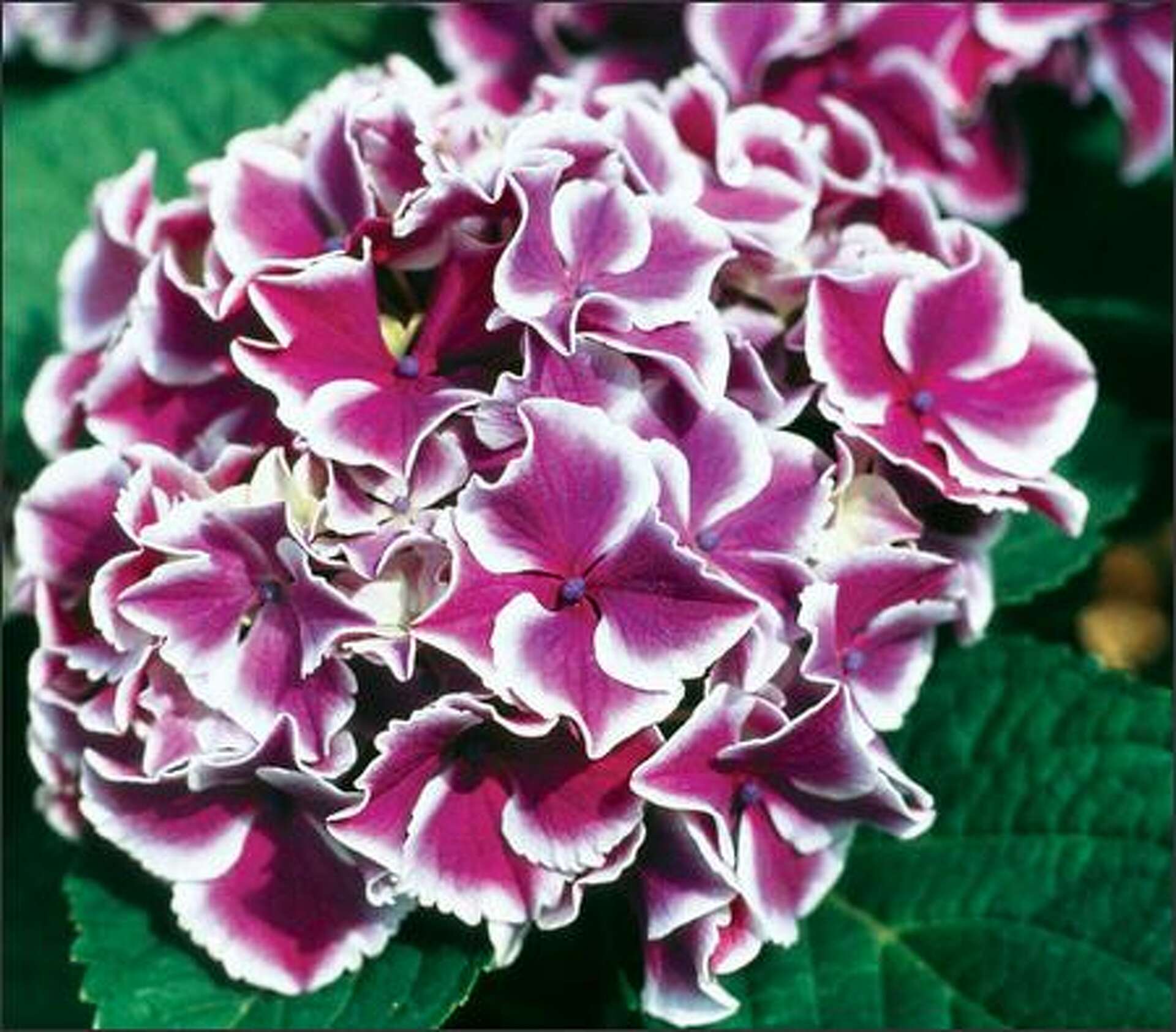 Ann's Organic Garden: Luscious hybrid hydrangeas are petite