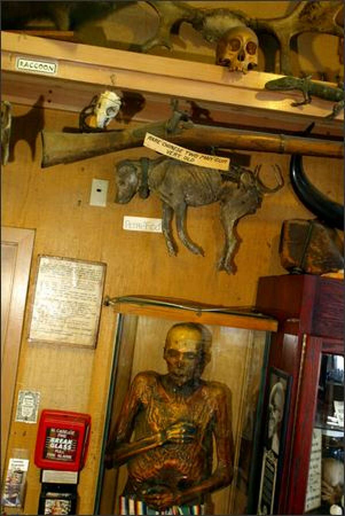 Our fascination with death is not a recent development. Ye Olde Curiosity Shop on the Seattle waterfront has had Sylvester the mummy on display since 1955.