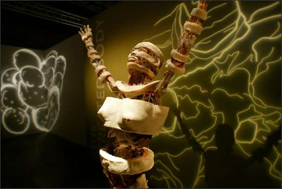 Artistic designs representing cells and tissue are illuminated behind one of the dissected human forms on display in "Bodies ... The Exhibition."