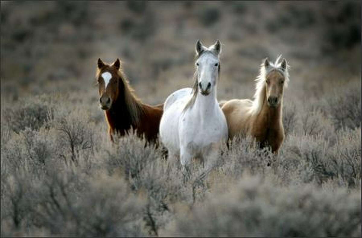 The Yakama Nation manages more than 5,000 wild horses.