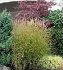 Ask Marianne: Put away those shears; ornamental grasses need their ...