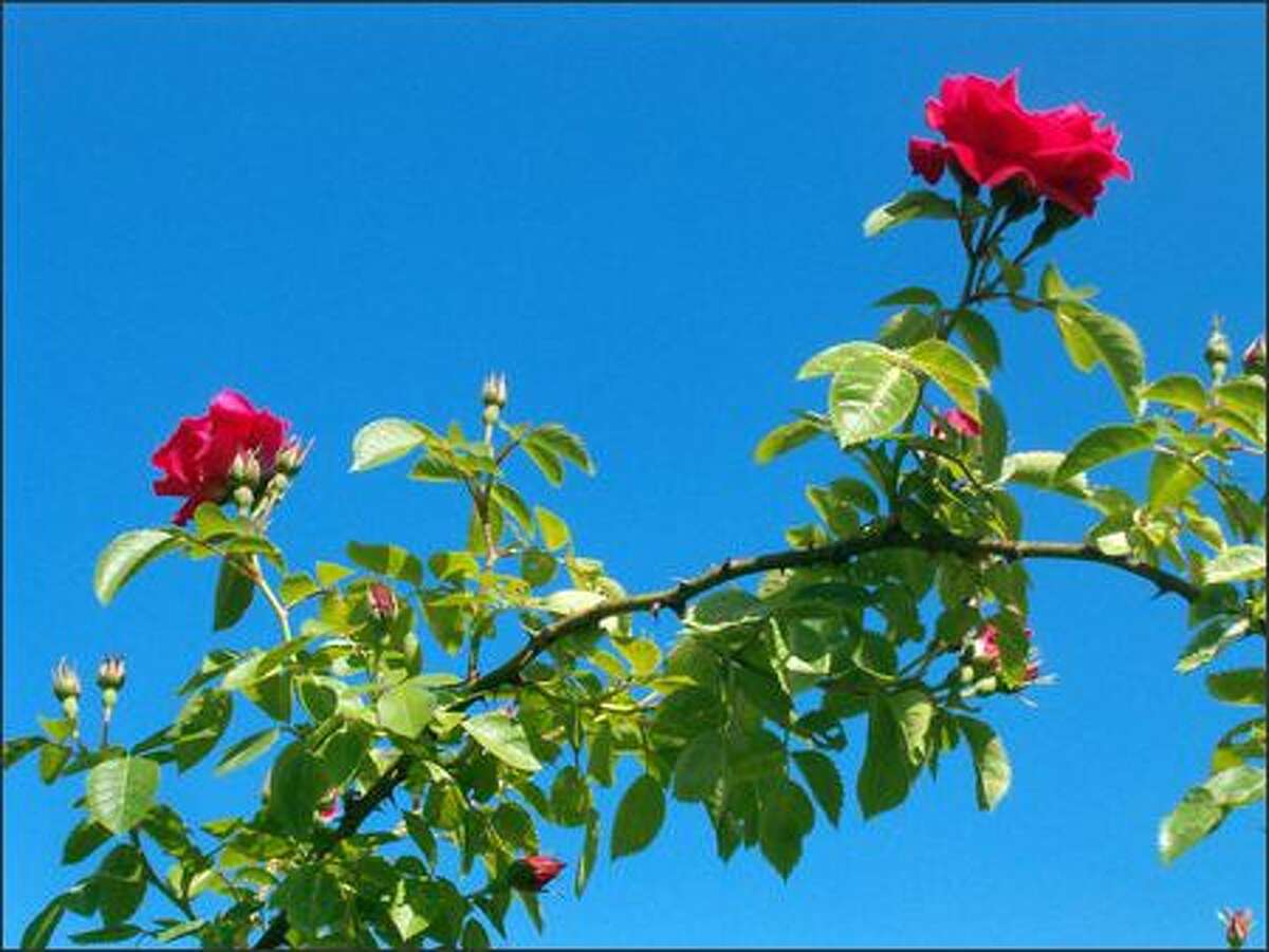 Ciscoe's Todo List Step away from the roses, it's best to wait for spring to prune