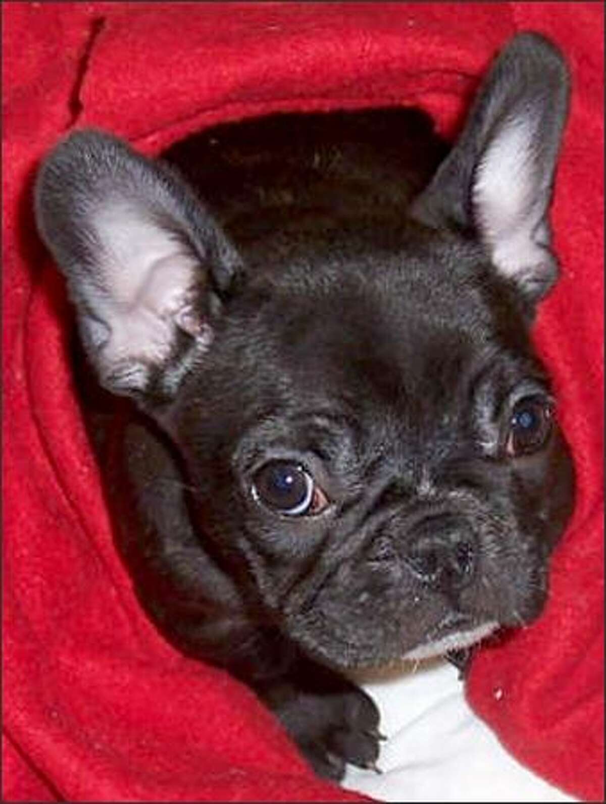 Ailing French bulldog stolen from pet store