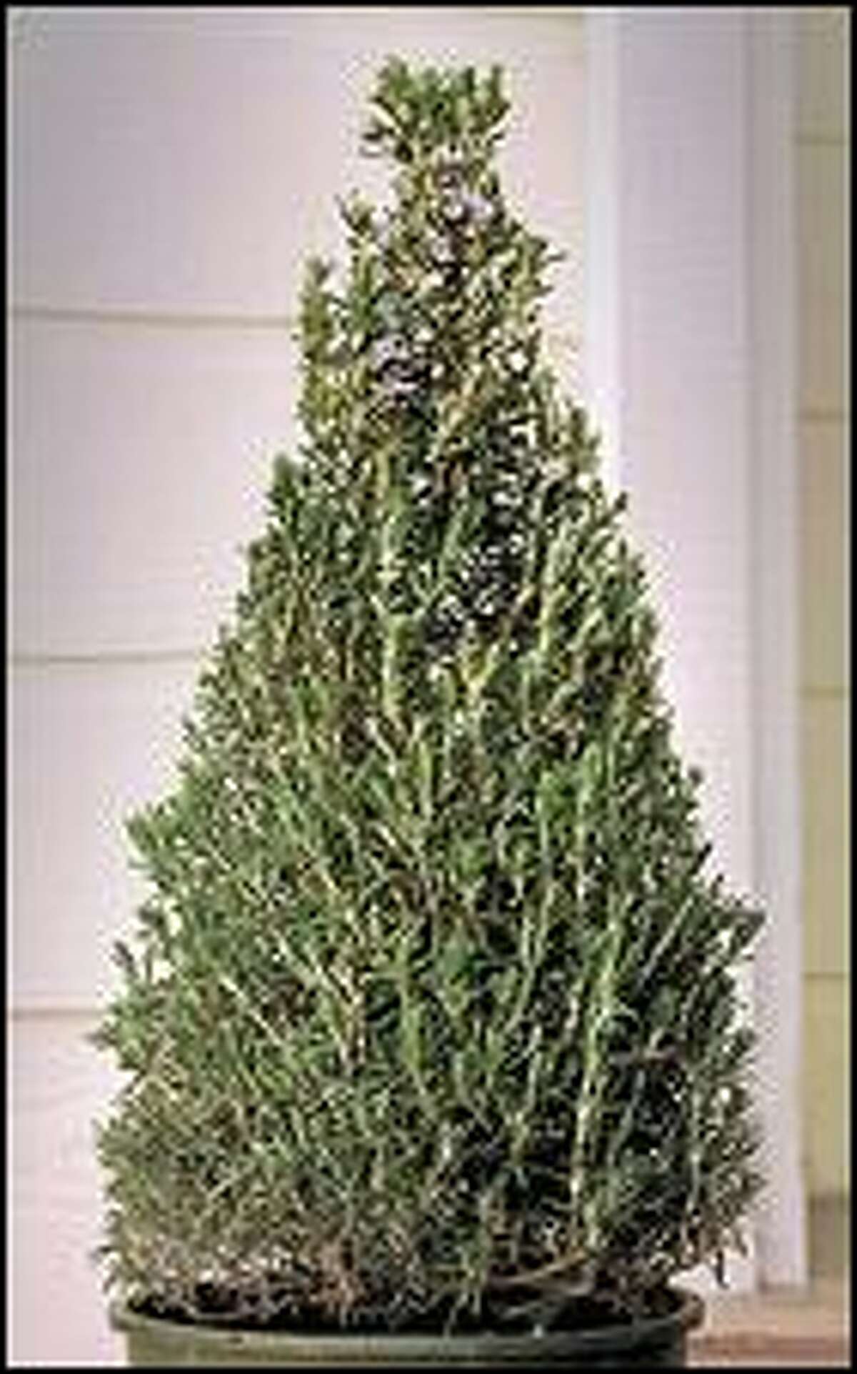 Ciscoe's To-do List: Rosemary topiary makes a nice gift, but keep it