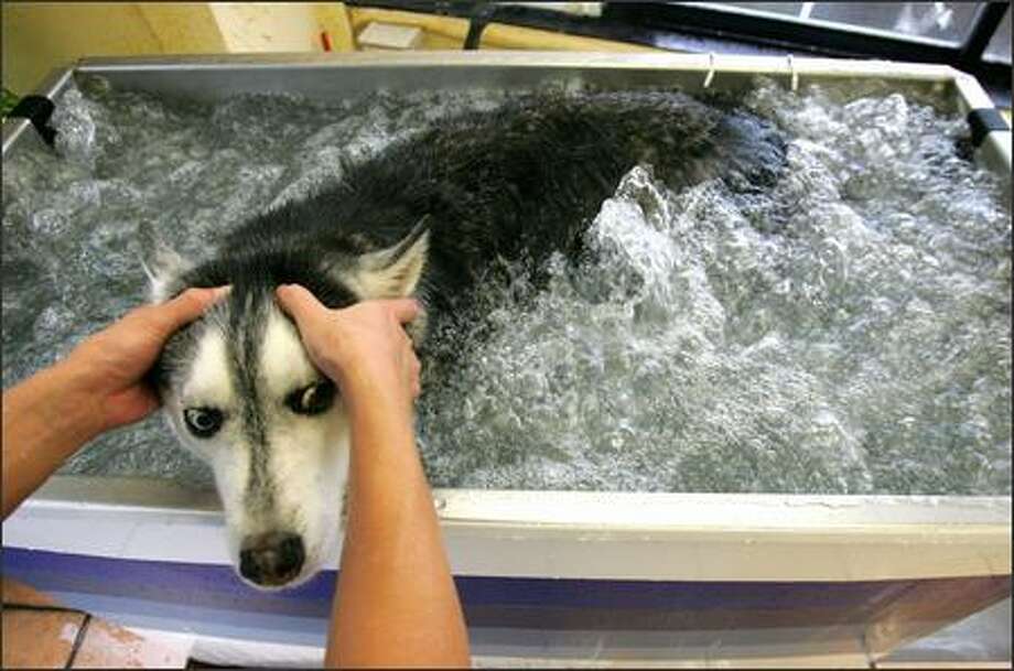 Resultado de imagen para husky spa