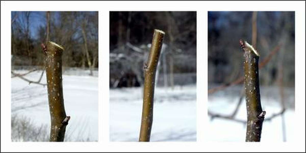 Ouch! A bad pruning can leave a plant vulnerable to an infection