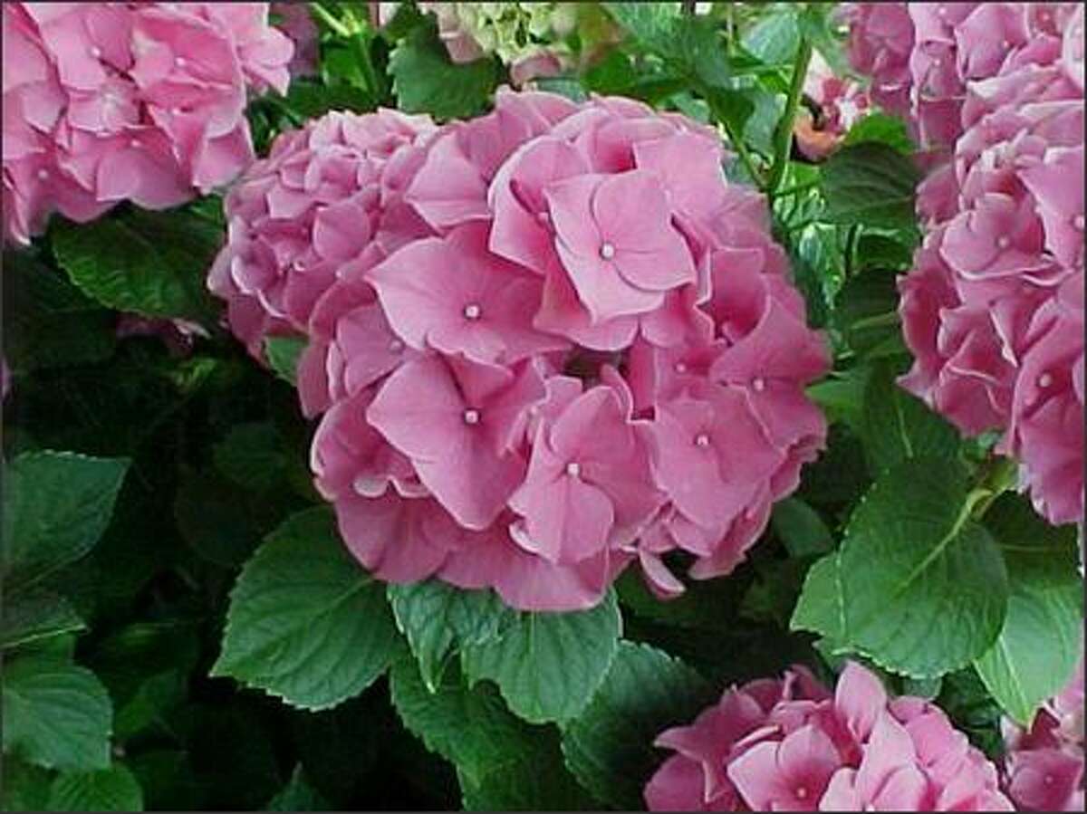 Ask Marianne There S Still Time To Prune Hydrangeas