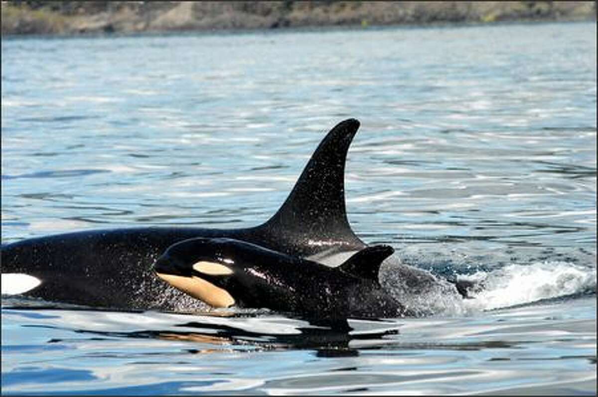 Scientists confirm birth of baby orca