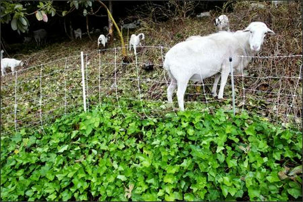 Craig Madsen's 270 rented goats make quick work of brush at the Metro bus depot in Bellevue on June 6. "They are just eating machines," said Tammy Dunakin of Vashon Island, who also rents out goats. "They suck down blackberry vines like it was spaghetti. I don't understand it, (but) the thorns don't bother them at all."