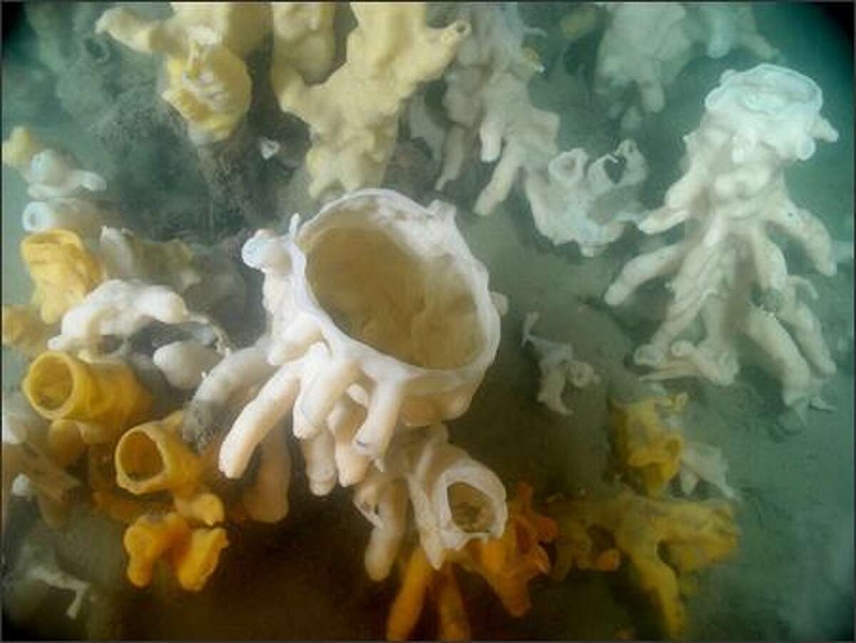 A reef of glass sponges like these photographed in British Columbia's Strait of Georgia was found this summer off the Washington coast by University of Washington oceanographers. (Venus Project, University of Victoria)