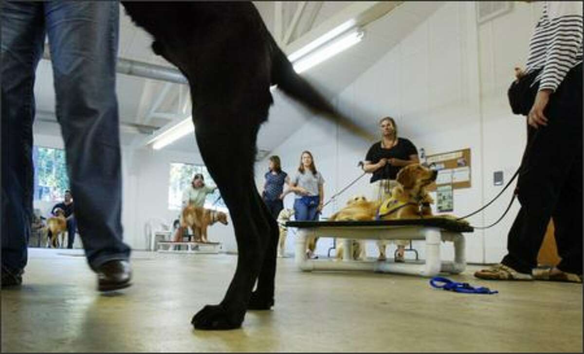 Dogs and their trainers practice some moves at a Canine Companions for Independence class at Cascade Kennels on Wednesday in Woodinville. After up to 18 months of basic training, the dogs go through six months of advance training with Companions for Independence, which then matches them with partners.