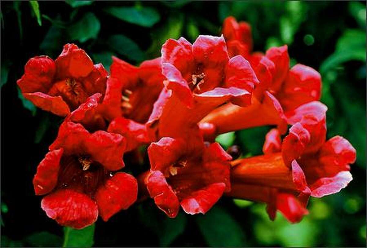 NW Gardens Spent shrubs lend support to showy September vines