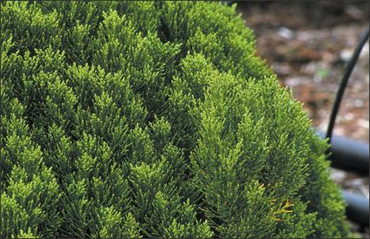 Plant Pick: Hebe cupressoides 'Boughton Dome'