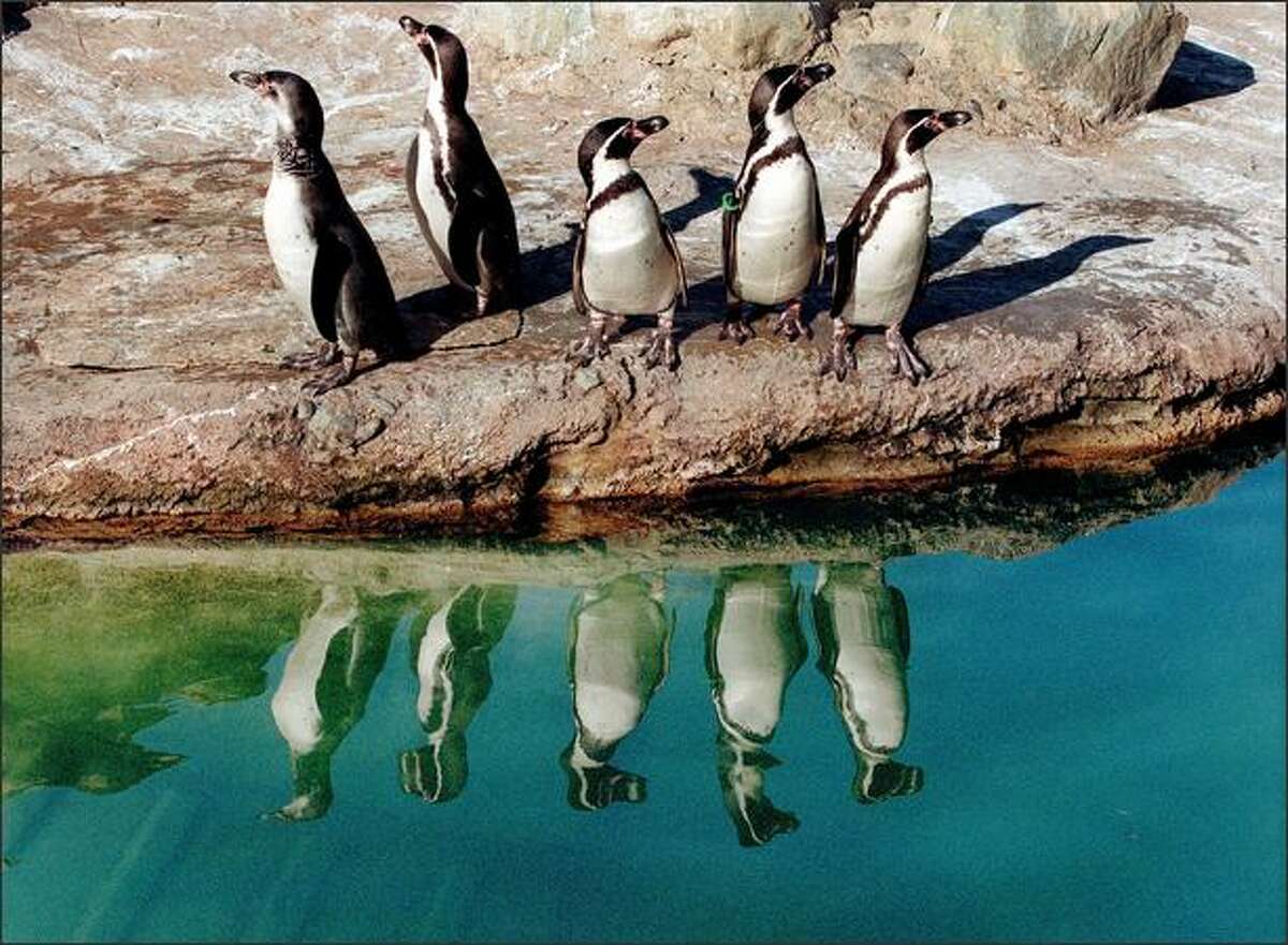 Humboldt penguins at the Woodland Park Zoo sun themselves after finishing a group swim in this 2000 file photo.