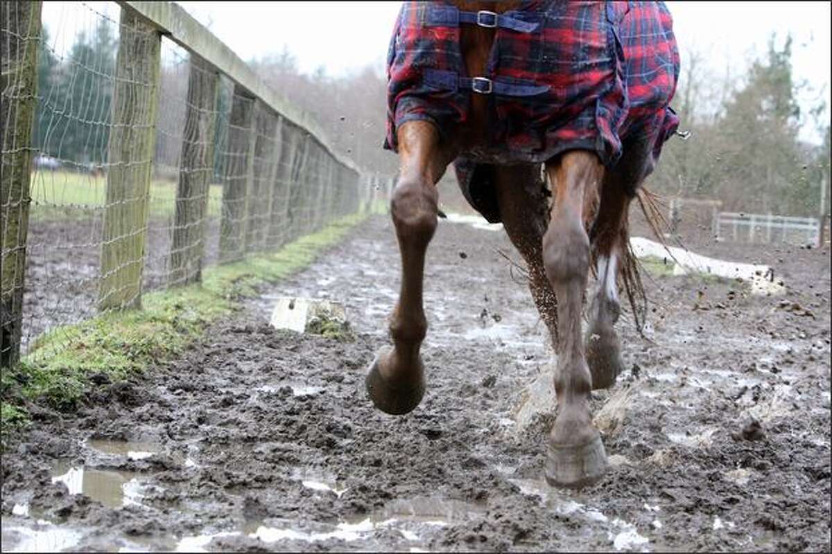 Second Chance Ranch gives rescued horses a leg up