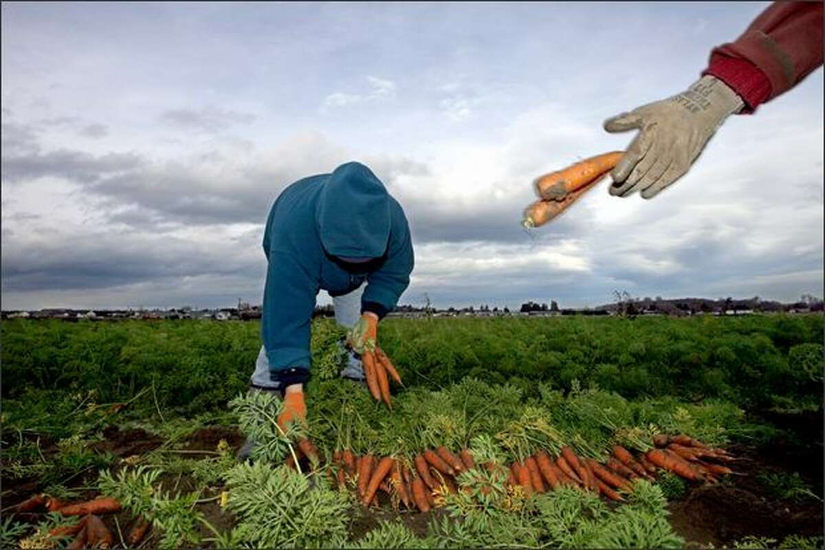 Eloina Najera stacks carrots harvested this month at Nash's Organic Produce in Sequim in Clallam County as co-worker Adam Mihalik tosses others onto a discard pile.