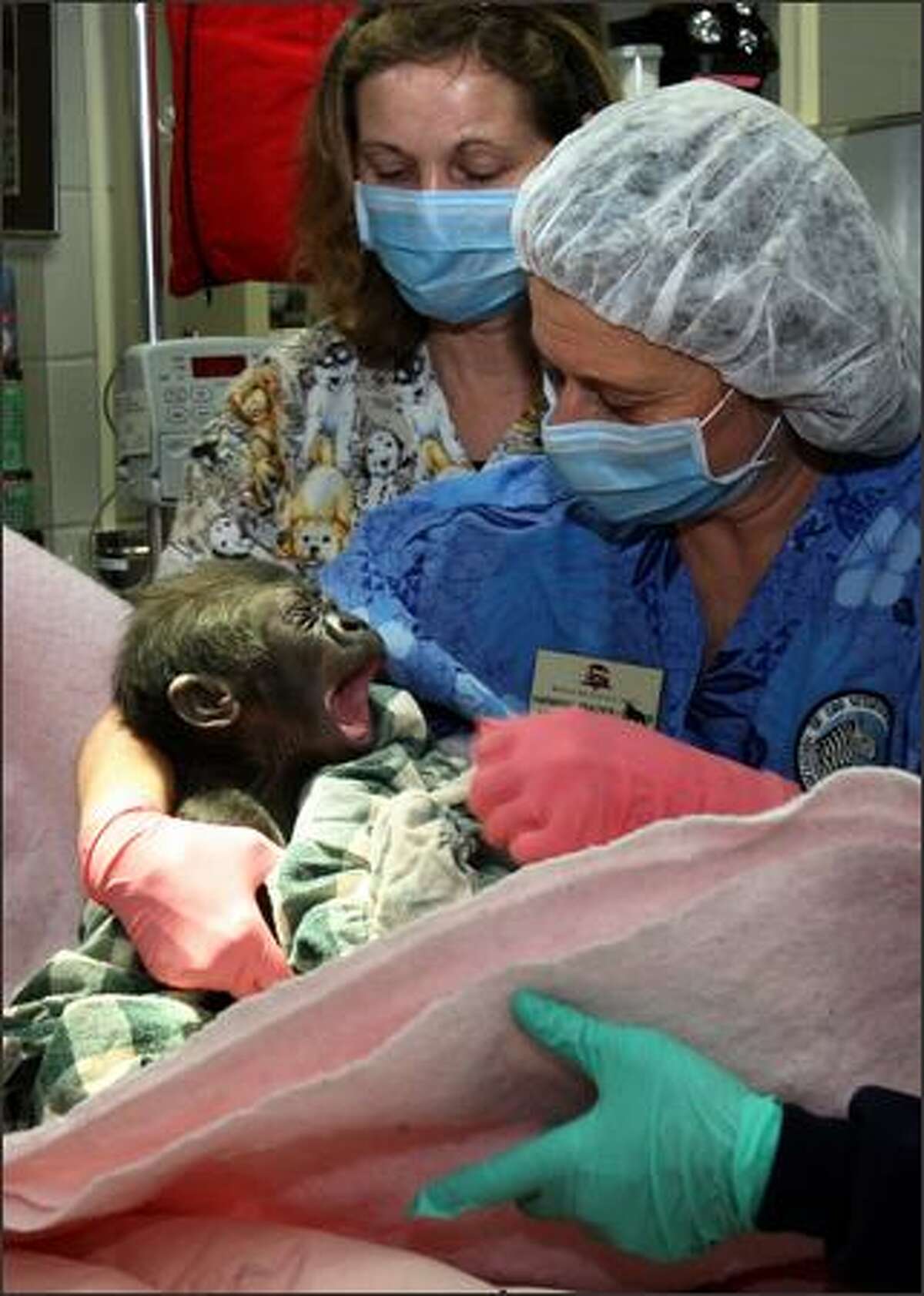 Woodland Park Zoo's baby gorilla wakes after surgery Thursday with a yawn and in the arms of senior veterinary technician Harmony Frazier as vet tech Teri Harmann looks on. The surgery to remove a cyst took an hour.