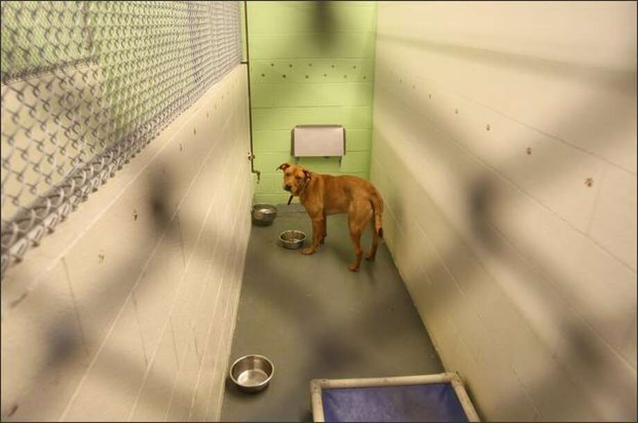 Report rips King County animal shelters